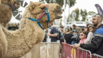 Camel at Adelaide 4WD Show