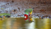 Exotic Bird Drinking Water