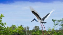 Bird Flying in Kakadu