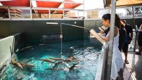 Feeding Crocodiles