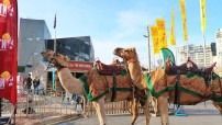 Camels at Federation Square