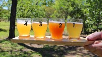 Purple Mango Brewery Beer Tasters