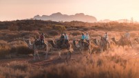 image of camels with riders in outback