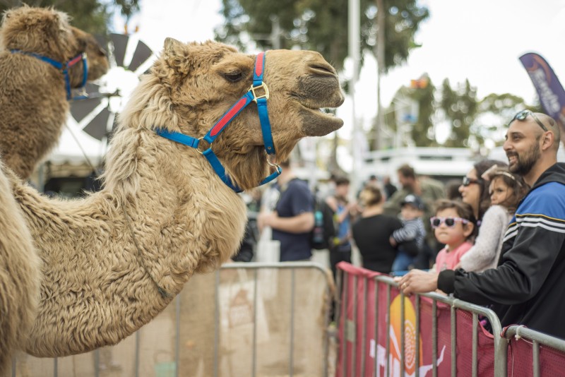 Camel at Adelaide 4WD Show