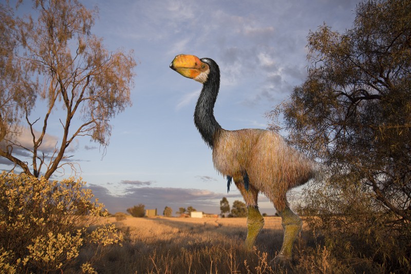 Mega Fauna Display in Alice Springs