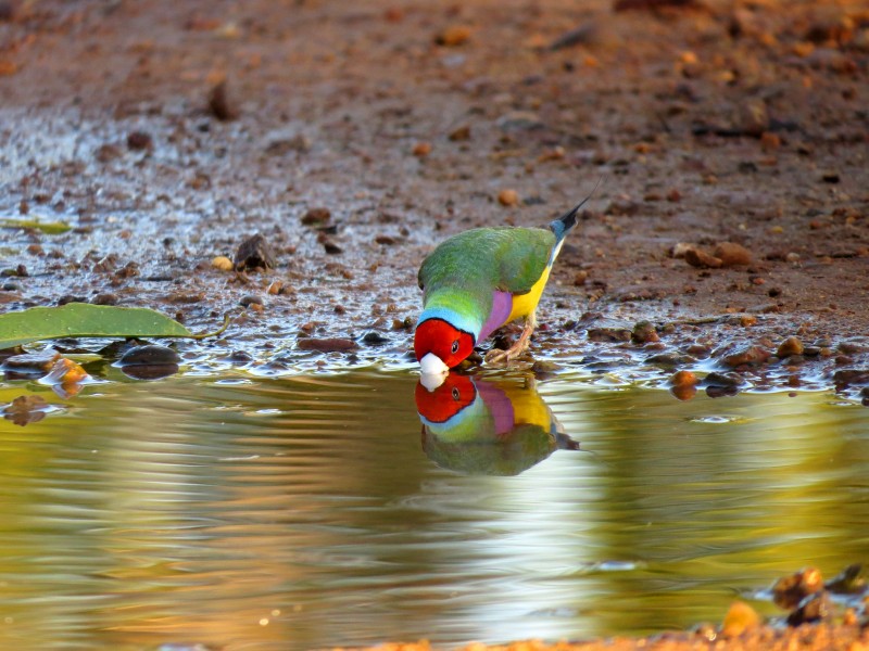 Exotic Bird Drinking Water