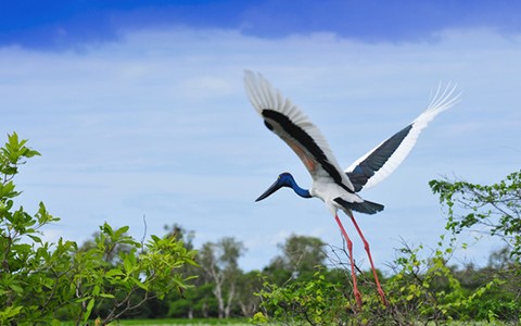 Bird Flying in Kakadu