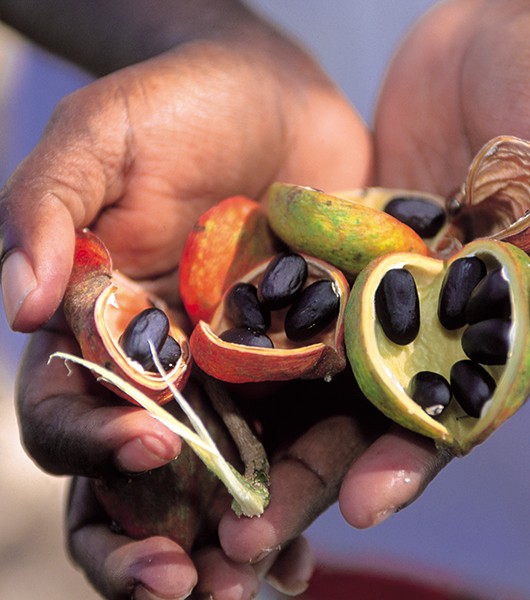 Native Bush Tucker