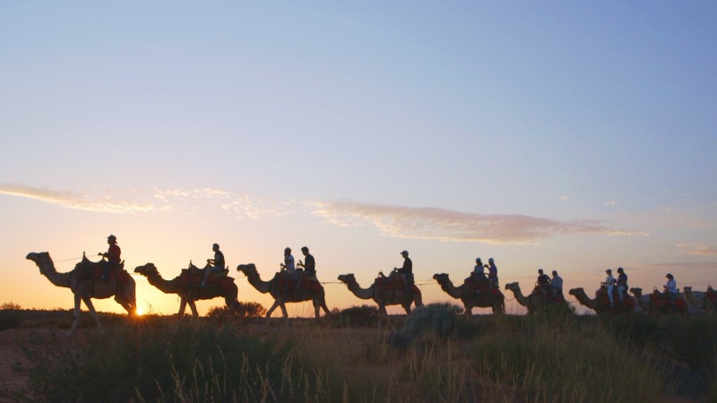 Camel Tour at Sunrise