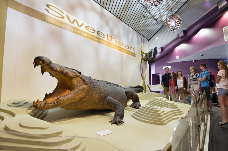 Crocodile at museum and art gallery