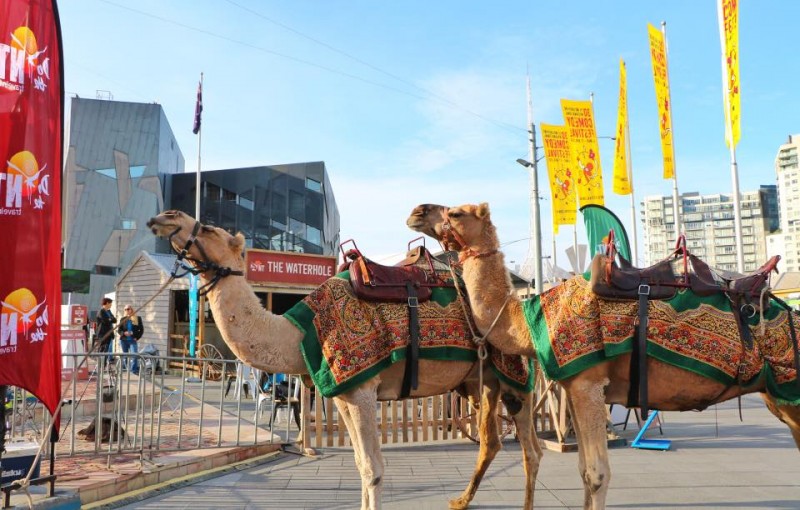 Camels at Federation Square