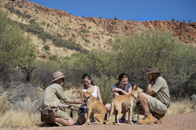 Rangers with Dingoes in Alice Springs