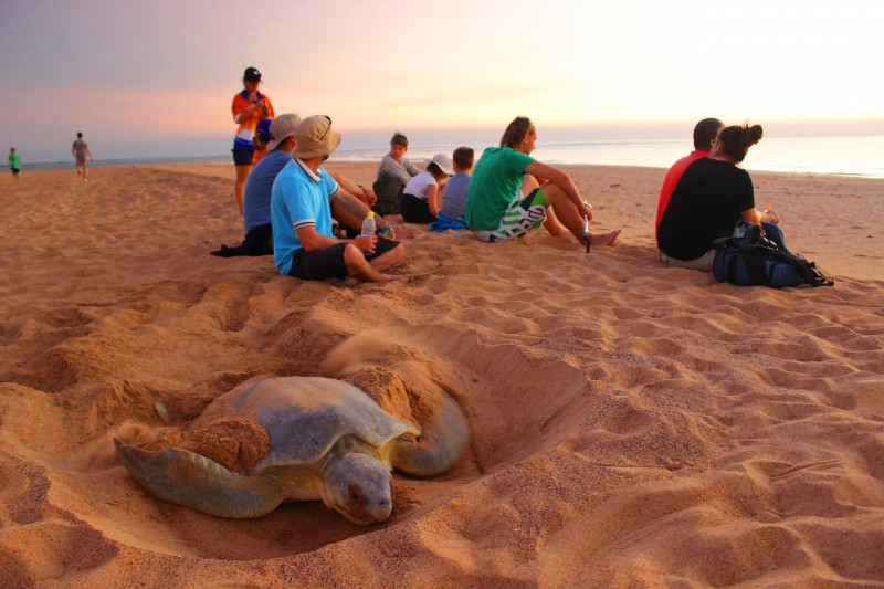 Turtle Tracks Tour