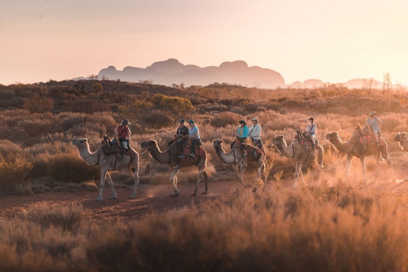 image of camels with riders in outback